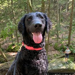 Flame - Curly-Coated Retriever