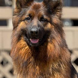 Ellie - German Shepherd