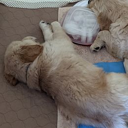 Golden Retriever Puppies from Sola Mae's Goldens