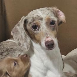 Leilani - Dachshund