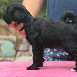 Female - Black female Tibetan Terrier puppy in Sioux City, Iowa from Gemms Affenpinschers, Barbets and Tibetan Terriers