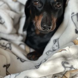 Archie - Dachshund