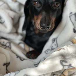 Archie - Dachshund
