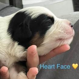 Crwth (krooth) - Black tri-color male Australian Shepherd puppy in Bennett, Colorado from Alolan Angel Aussies