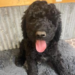 Mint collar - Black male Goldendoodle puppy in Clarksville, Iowa from Iowa Heartland Doodles