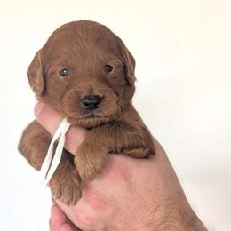 Smores - Red  male Goldendoodle puppy in Blackfoot, Idaho from Riverside Poodles