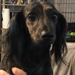 EMMA - Dachshund
