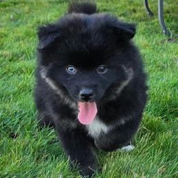 Jameson - Black male Pomsky puppy in Spokane, Washington from CJ White's Poms and Pomskies