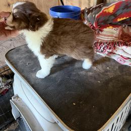 None - Red tri male Miniature Australian Shepherd puppy in Wellborn, Florida from Rivermede  Miniature American Shepherds