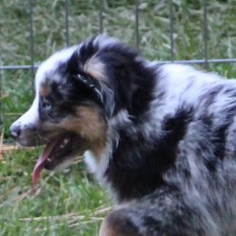 Australian Shepherds, Miniature Australian Shepherds, and Toy Australian Shepherds from LongMile Aussies