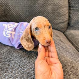 Minnie - Dapple female Dachshund puppy in Magnolia, Texas from Carrie’s Countryside Dachshunds