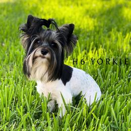 Gracie - Yorkshire Terrier