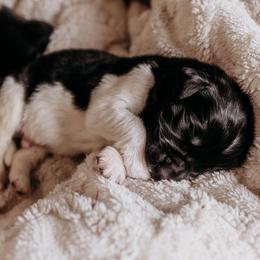 Newfoundland Puppies from Kinson Ridge Giants