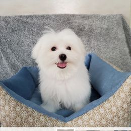 Buddy - Maltese