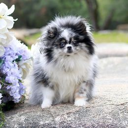Aspen - Pomeranian