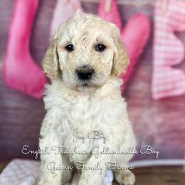 Jay Boy English Teddybear - Cream male Goldendoodle puppy in Grove, Oklahoma from Guinn Family Farms