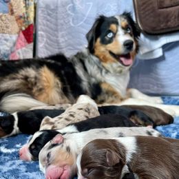 Miniature Australian Shepherd Puppies from Iris’ Island Oasis