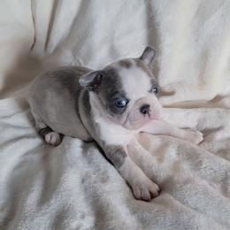 Female 3 - Blue female Boston Terrier puppy in Wilson, North Carolina from Chrysco Boston Terriers