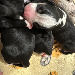 Male 1 - Black, white and red male Greater Swiss Mountain Dog puppy in Conroe, Texas from S’rendi Greater Swiss Mountain Dogs