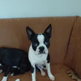 Sgt Pepper Flakes - Boston Terrier