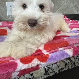 Snowy - White male Miniature Schnauzer puppy in Pearland, Texas from K & S Schnauzers