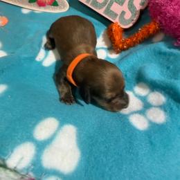 Orange collar male - Red male Dachshund puppy in Pleasant Plains, Arkansas from JGBs Dachshunds