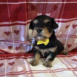 King Zeus - Black and tan male Havanese puppy in North Richland Hills, Texas from A Royal Havanese Court