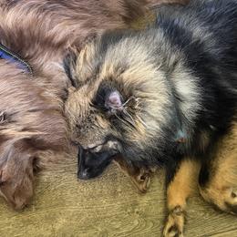 Pomeranians from Cauchy Pomeranians