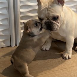 French Bulldog Puppies from The Midwest Frenchies
