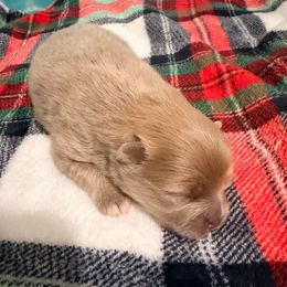 Gingerbread - Cream sable female Pomeranian puppy in Clarksville, Tennessee from Bee Mine Maltipoos and Pomeranians