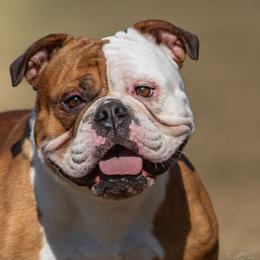 Olde English Bulldogges from Rise Above Bulldogges