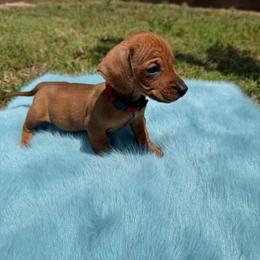 Jax - Sable male Dachshund puppy in Modesto, California from Raws Doxies