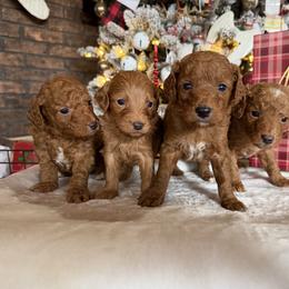 Girl 1 - Red  female Goldendoodle puppy in Rush, New York from Care Bear Puppies
