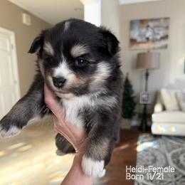 Heidi - Tri-color female Pomsky puppy in Long Grove, Illinois from Windy City Pomsky