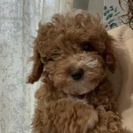 Forever Puppy- Gray Boy - male Cavapoochon puppy in Clementon, New Jersey from PitterPatterPuppiesNJ