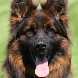 LILLY - German Shepherd