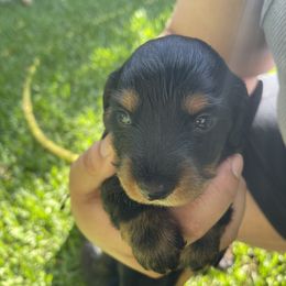 Dachshund Puppies from Torres Dachshunds