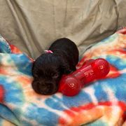 Dolly - Chocolate female Boykin Spaniel puppy in Van Buren, Arkansas from Arklahoma Boykins