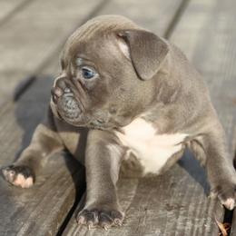 Boy 3 - Blue male American Bully puppy in Dixon, Kentucky from Haymaker Bully Camp