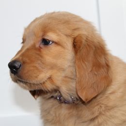Australian Shepherd and Golden Retriever Puppies from Sterling Valleys Goldens and Aussies