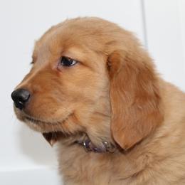 Australian Shepherd and Golden Retriever Puppies from Sterling Valleys Goldens and Aussies