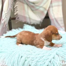 Sully - Dapple male Dachshund puppy in Decatur, Mississippi from KP Dachshunds