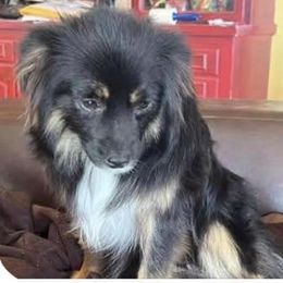 Bonnie - Toy Australian Shepherd