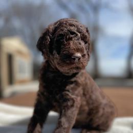 Scooby - Chocolate male Goldendoodle puppy in Osage City, Kansas from Golden Ridge Goldens