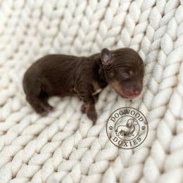 Cookie - Chocolate and cream female Dachshund puppy in Monroe, North Carolina from Dogwood Doxies