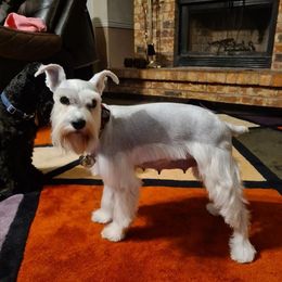 Miniature Schnauzers from Matrix Schnauzers