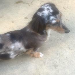 Jolene - Dachshund