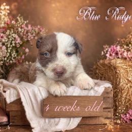 Reba - Red & white female Australian Shepherd puppy in Albany, Kentucky from Blue Ridge