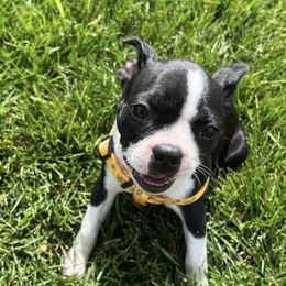 Boston Terrier Puppies from Columbus Boston Terriers