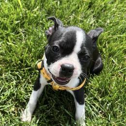 Boston Terrier Puppies from Columbus Boston Terriers